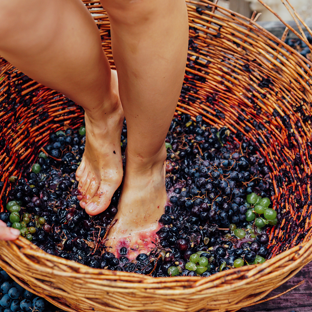 Grape Stomping
